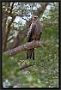 Zwarte Wouw. Black Kite, Milvus migrans Location: Kololi, the Gambia zwarte wouw MG 0728 kopie